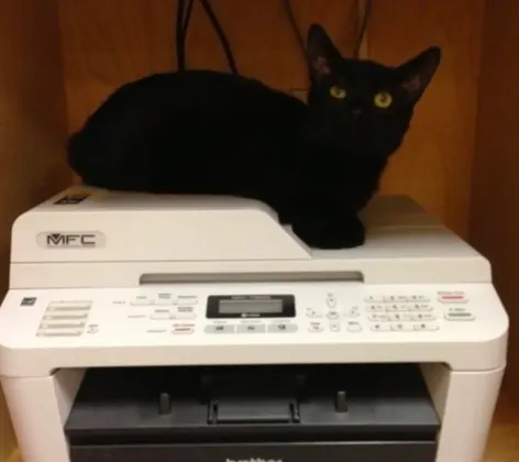 cat on printer